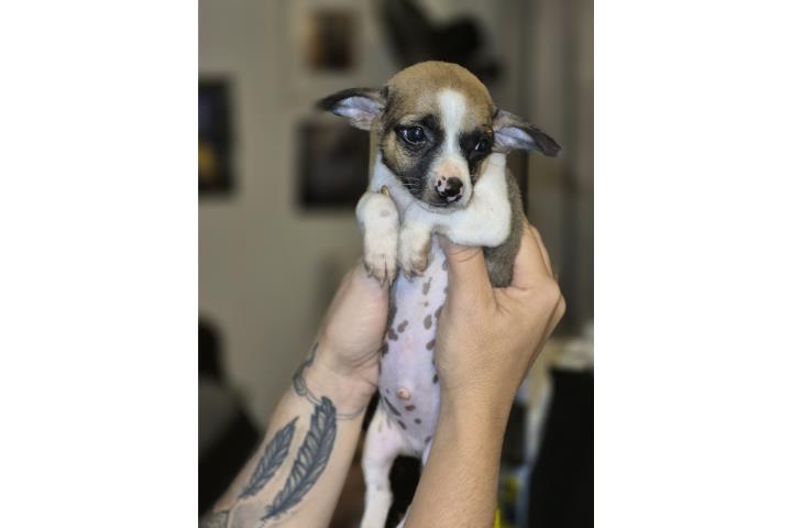 Chihuahuas pequeños machos de 3 meses de naci Puerto Rico