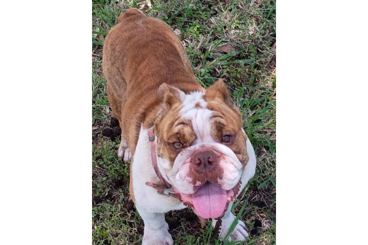 Bulldog AKC Male Puerto Rico