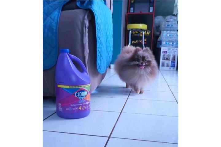 Pomeranian Puerto Rico