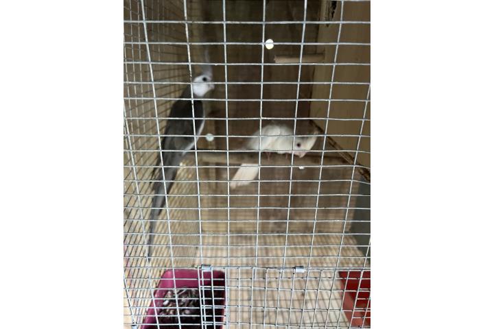 Cockatieles  Puerto Rico