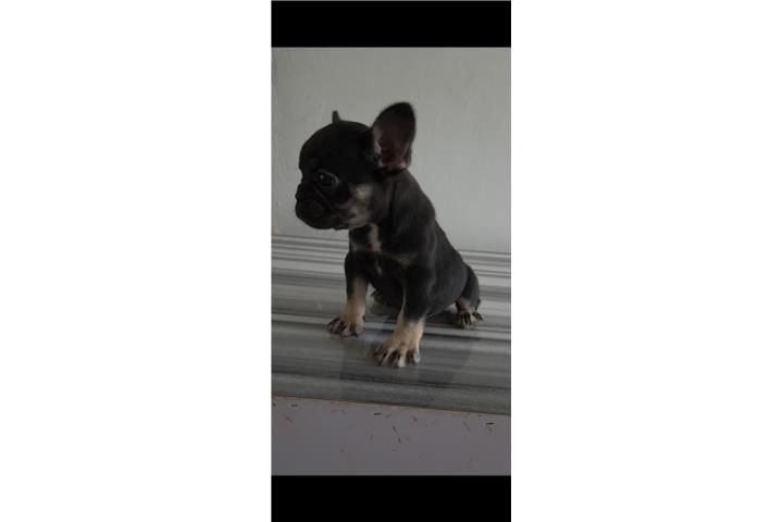 French Bulldog Hembra  Puerto Rico