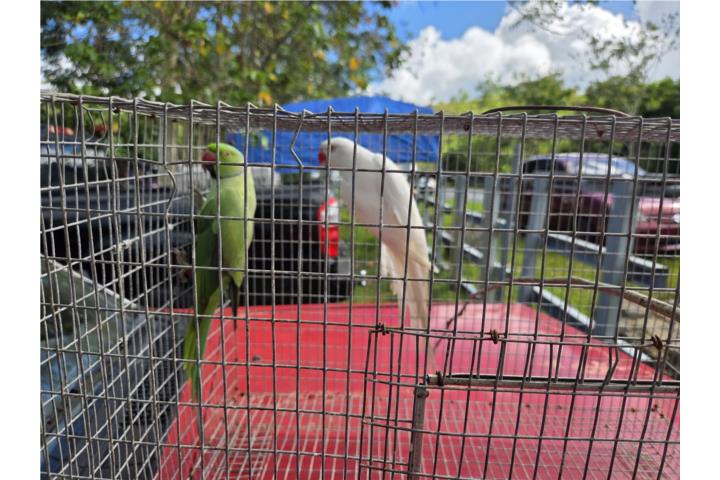 Pareja de Ringneck  Puerto Rico