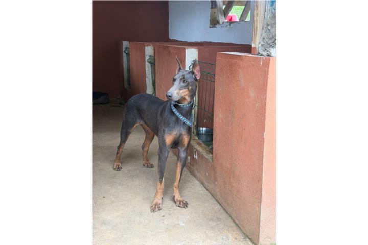 Dóberman de 7 o 8 meses  Puerto Rico