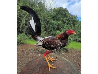 Dos padrotes probados y 4 gallinas probadas   Puerto Rico