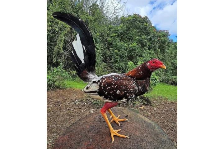 Dos padrotes probados y 4 gallinas probadas m Puerto Rico