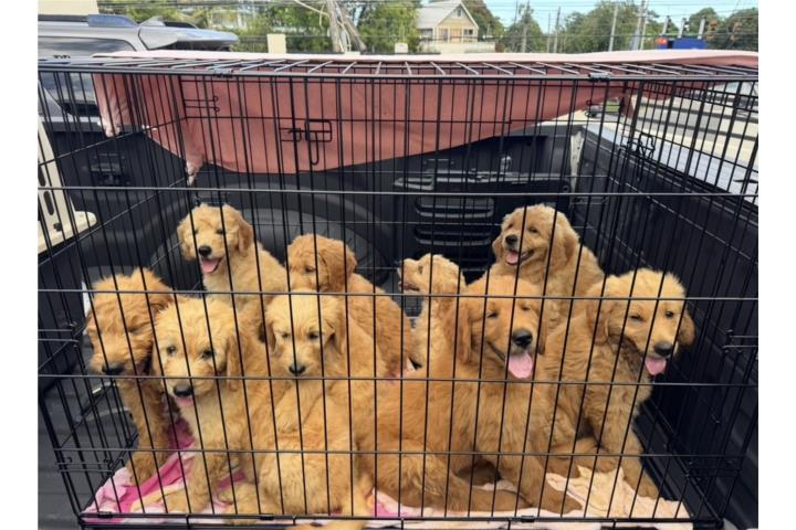Preciosos Goldendoodle de 8 semanas Puerto Rico