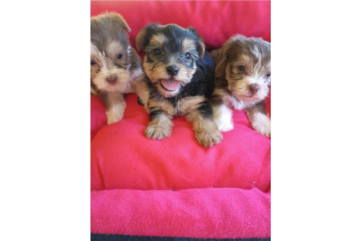 Yorkies en Venta Puerto Rico