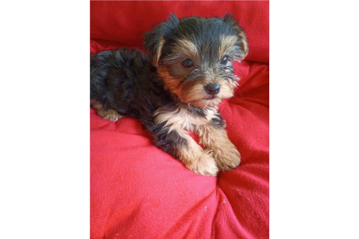Yorkies en venta  Puerto Rico