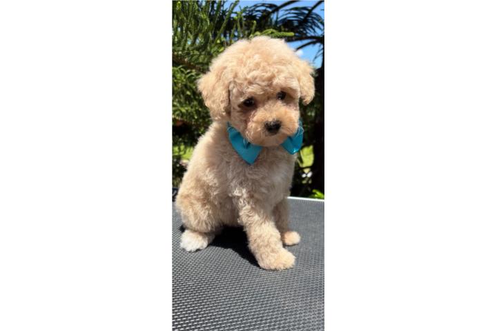 Hermosos Toy Poodle Machitos  Puerto Rico