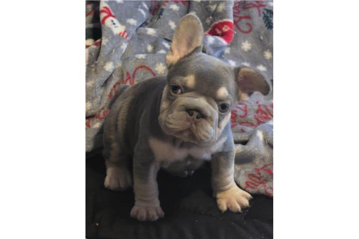 French bulldog big rope Puerto Rico