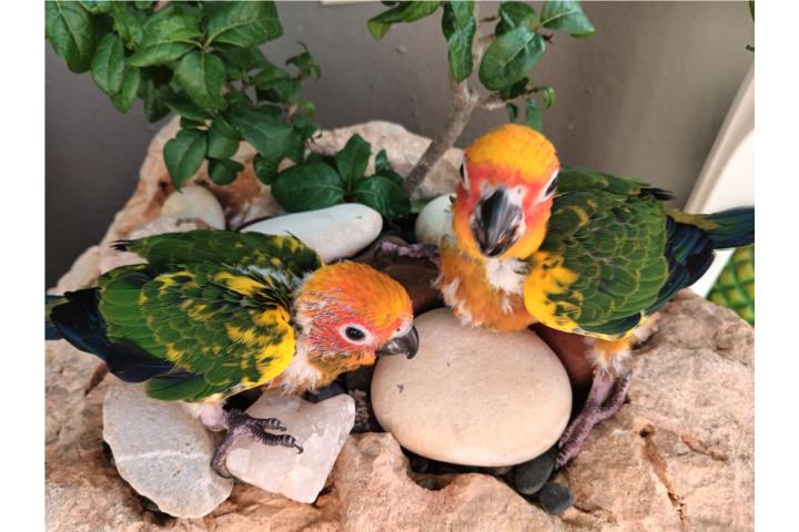 Hermosas cotorritas Son Conure ?????? Puerto Rico