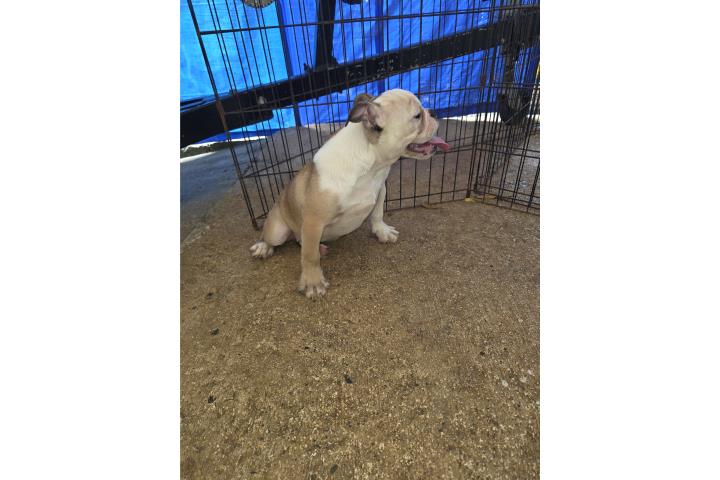 English Bulldog papeles a la mano  Puerto Rico