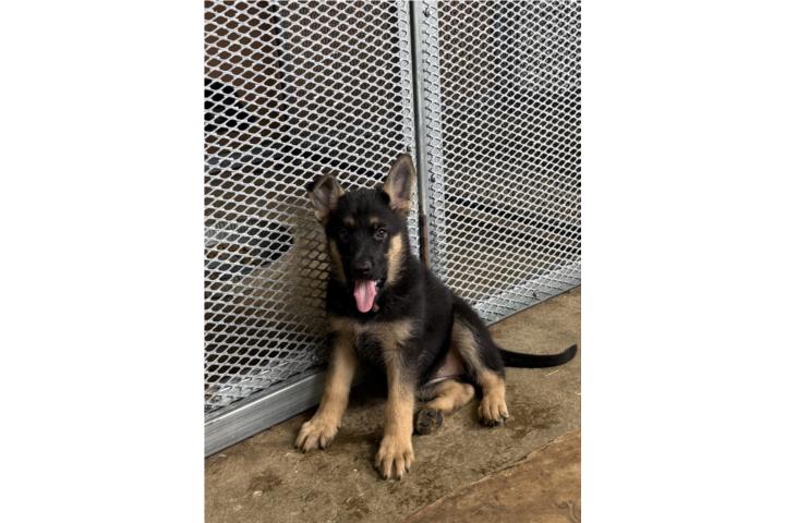 German Shepherd AKC Hembra  Puerto Rico