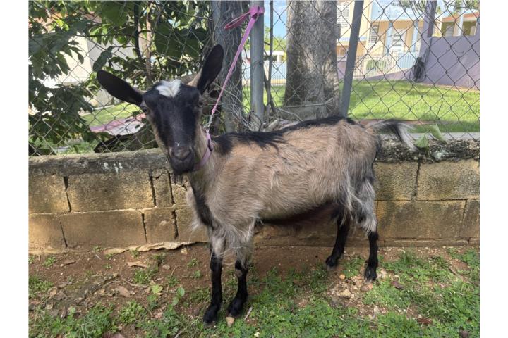 Cabra Alpina Puerto Rico