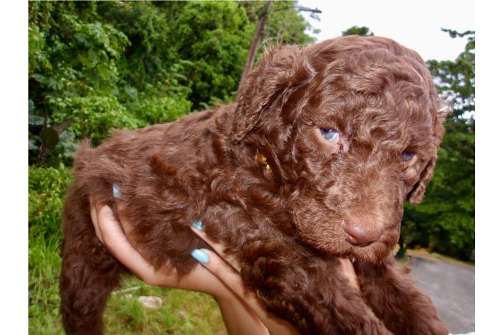 Standar Poddle ?? Puerto Rico
