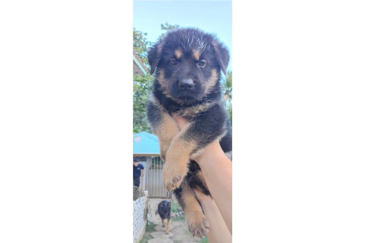German shepherd  Puerto Rico