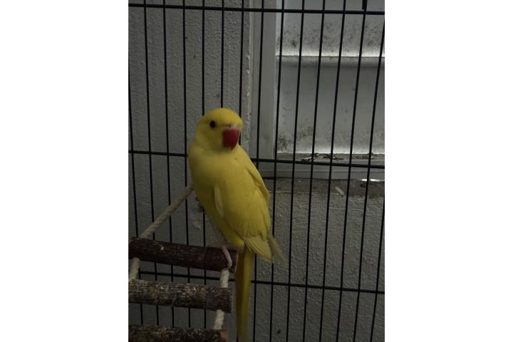 Ringneck macho amarillo  Puerto Rico