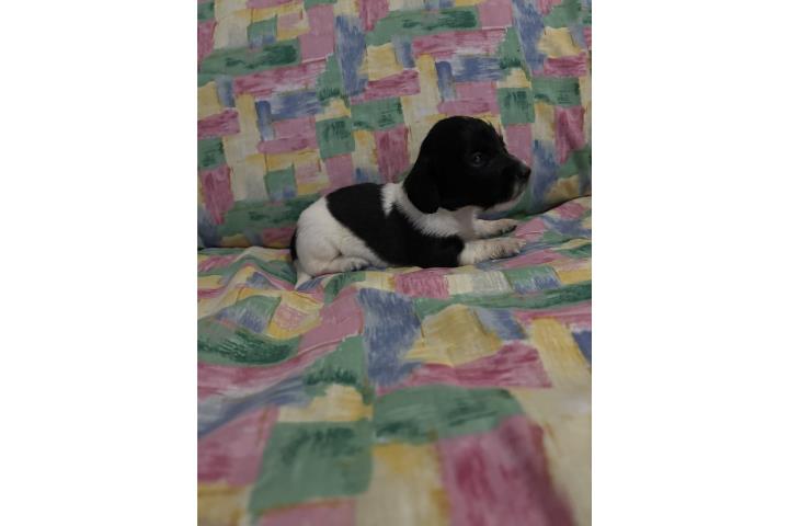 Dachshund (salchicha) macho pelo largo  Puerto Rico