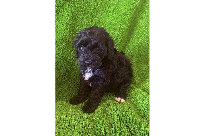 Mini Bernedoodle hembra Puerto Rico