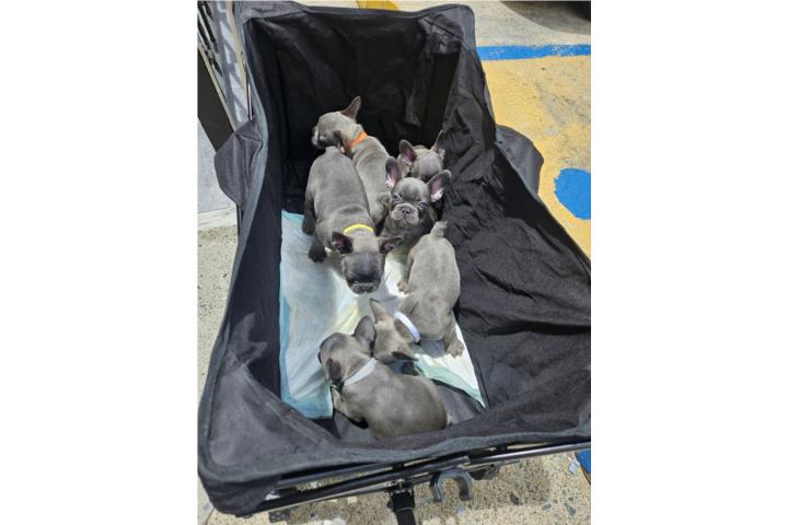 French bulldog Puerto Rico