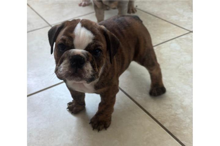 Bulldog ingles Puerto Rico