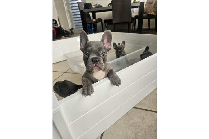 French bulldog Puerto Rico