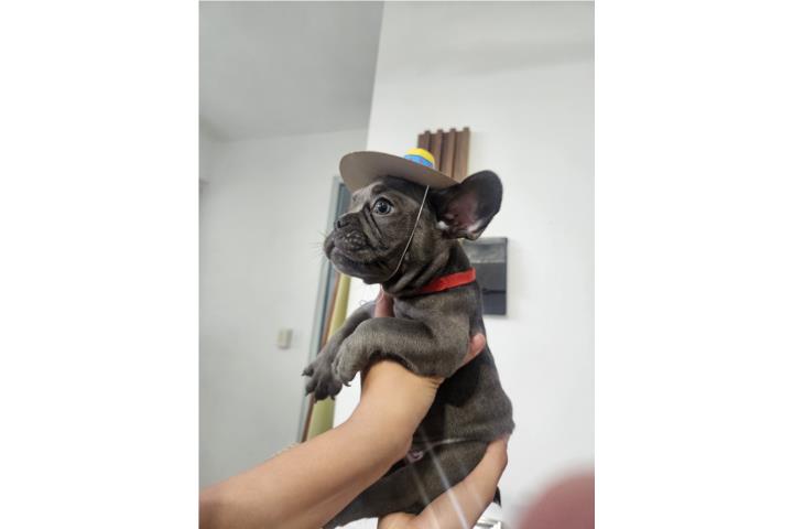 French bulldog Puerto Rico