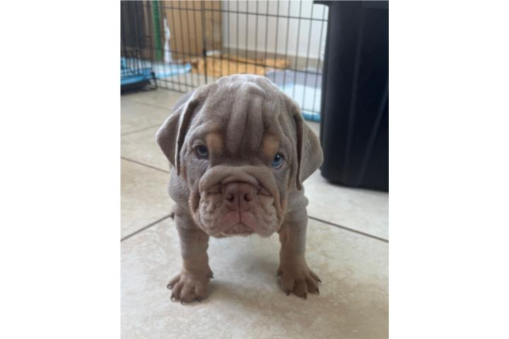 Bulldog ingles  Puerto Rico
