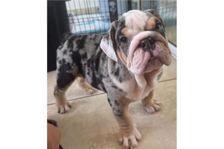 Bulldog ingles  Puerto Rico
