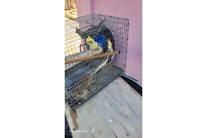 Cockatiel  Puerto Rico