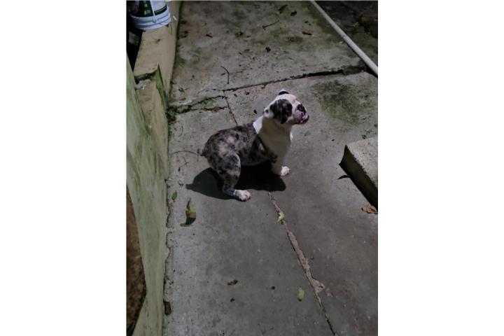 English Bulldog papeles a la mano  Puerto Rico