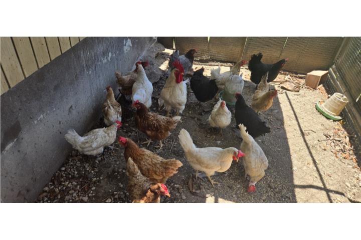 Gallinas ponedoras + gallo Puerto Rico