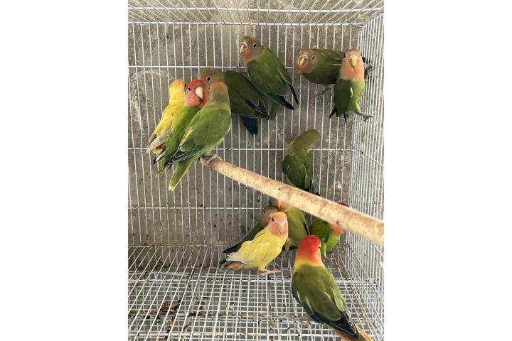 Lovebird  Puerto Rico