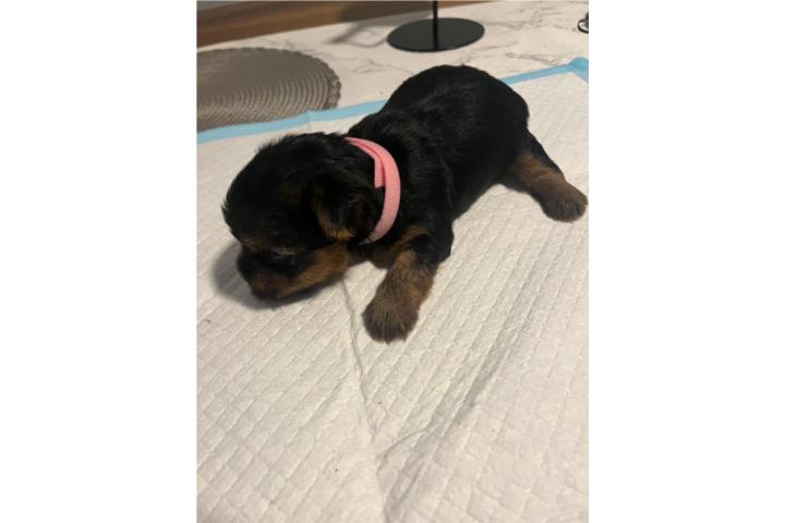 Yorkie pequeña  Puerto Rico