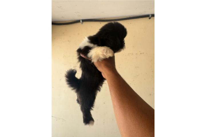 Shihtzus Puerto Rico