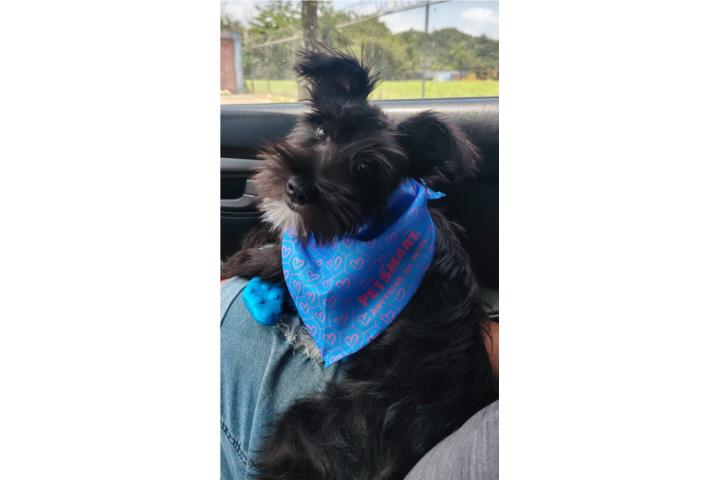 Schnauzer puppy  Puerto Rico