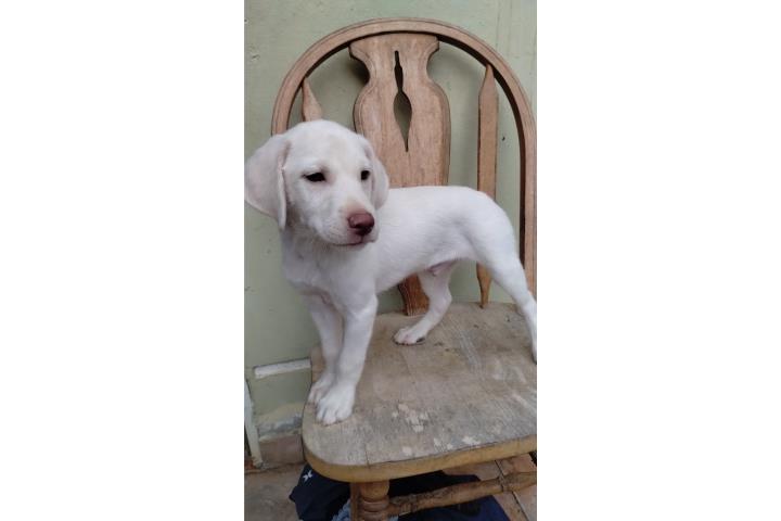 Labradores Puerto Rico
