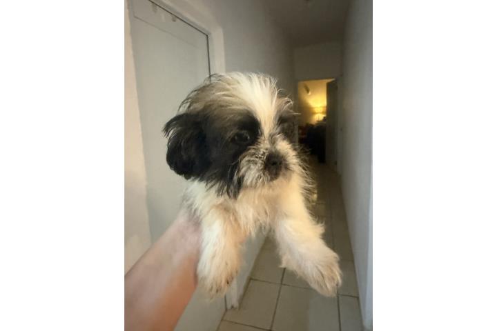 Shih tzu Puerto Rico