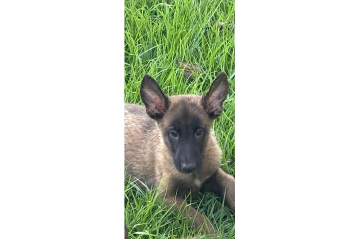 Malinois  Puerto Rico