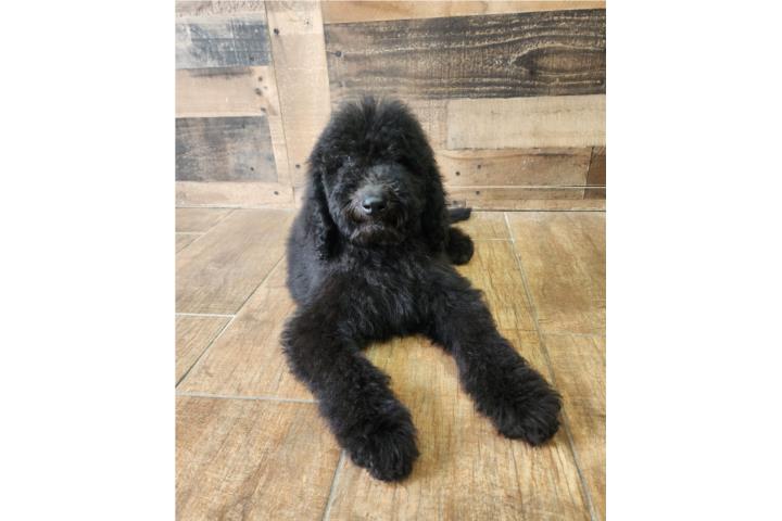 Standard Poodle 800 Puerto Rico