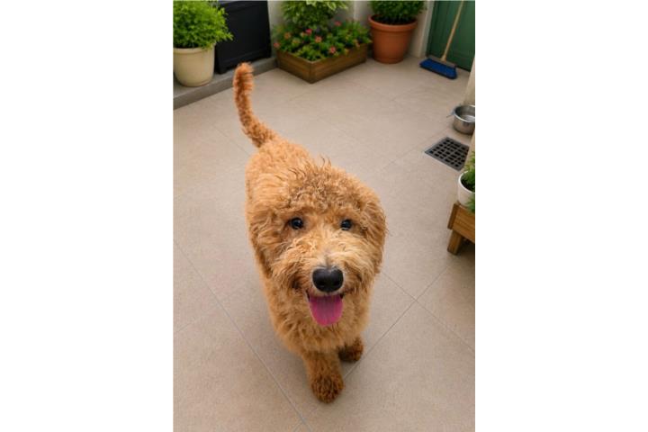 Standard Poodle 750 Puerto Rico