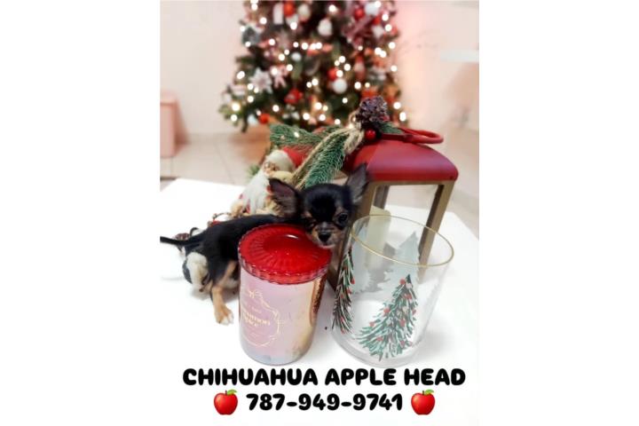 CHIHUAHUA CABEZA DE MANZANA ?? Puerto Rico