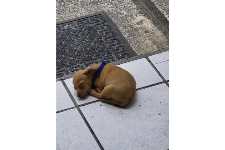 Chihuahua Macho  Puerto Rico
