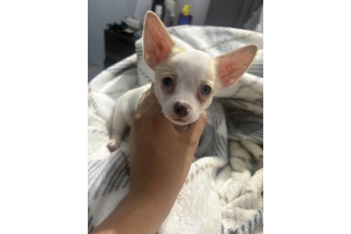 Chihuahua 260 Puerto Rico
