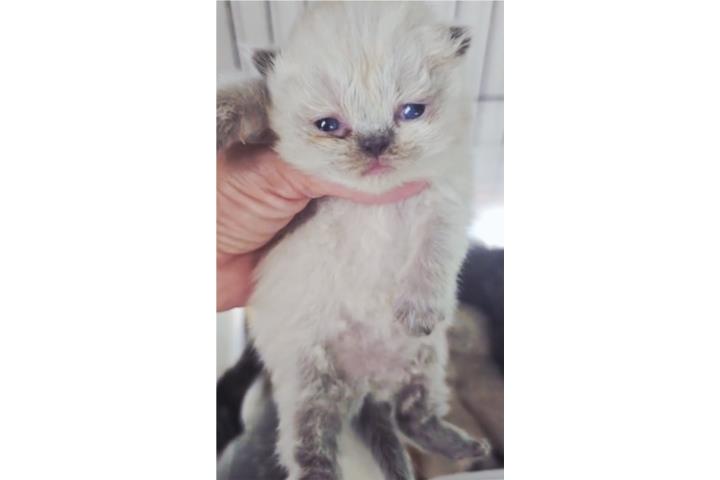 Gatita persa himalaya Puerto Rico