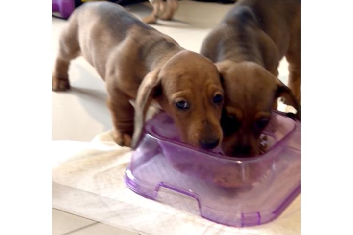 Salchicha Dachshund Hermosos Puerto Rico