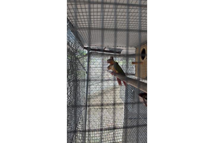 Green cheek pineapple $125 Puerto Rico