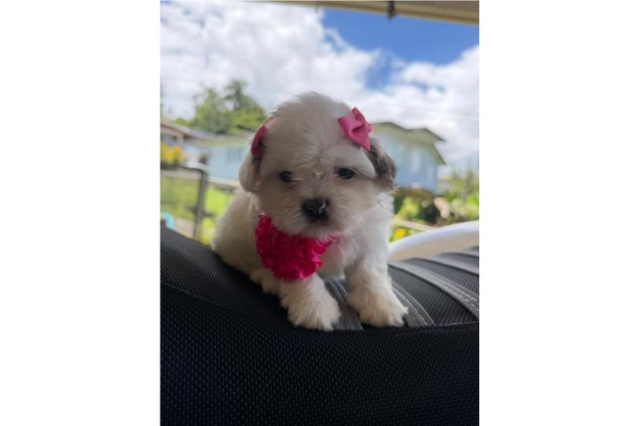 Shihtzu puppies Puerto Rico