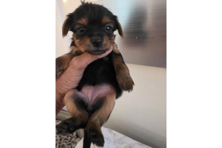 Nena Yorkie Terrier Puerto Rico