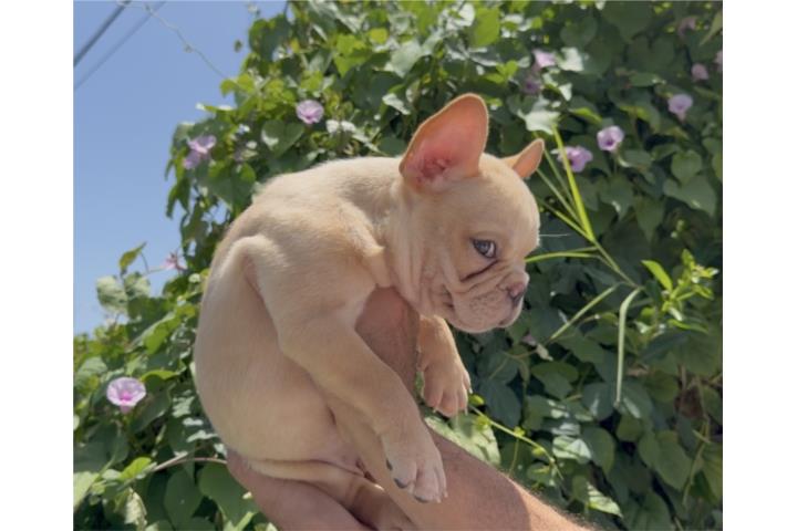 French Bulldog frenchie macho Puerto Rico